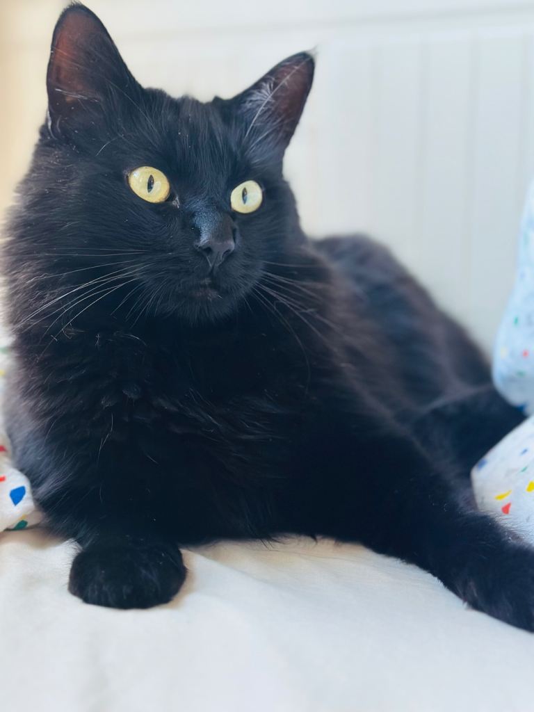     Friendly Neutered Indoor Cat Looking for a Loving Home