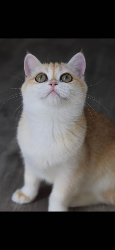 Beautiful GCCF Golden Ny12 British Shorthair Female