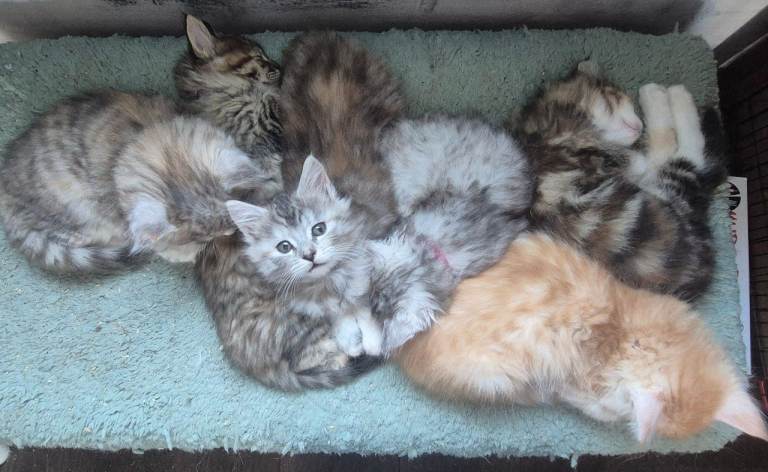 ½ Maine Coon Kittens