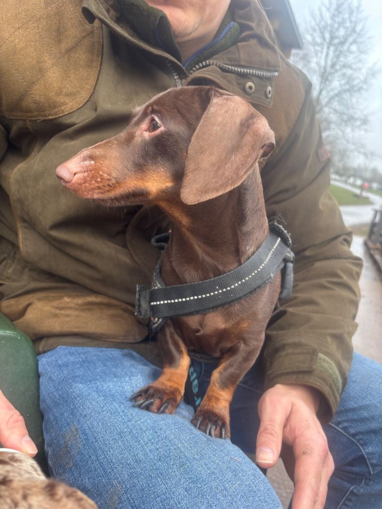 Two year old Dachshund boy