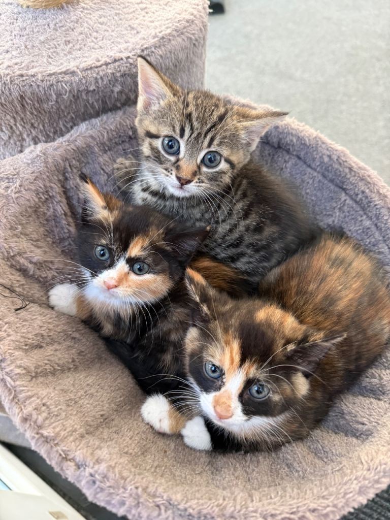 Lovely Kittens 