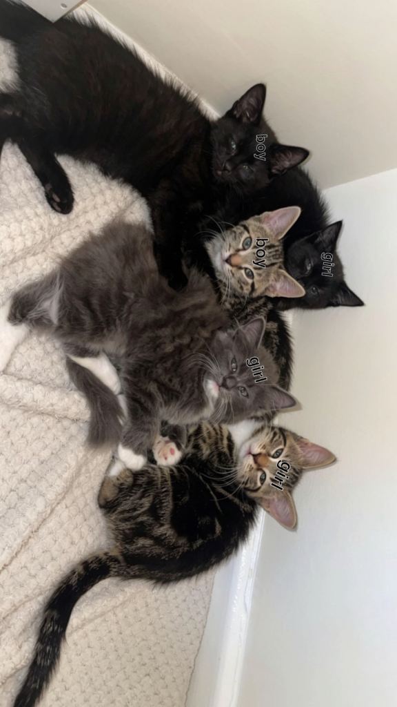 bengal x norwegian forest kittens