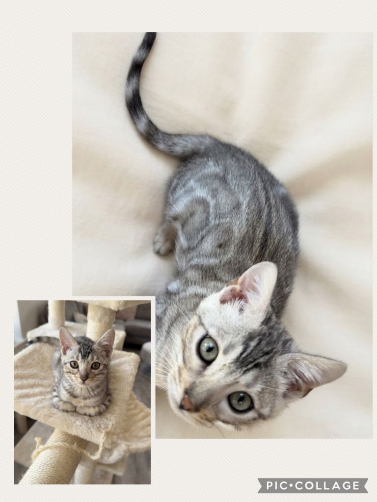 👑 SILVER MALE BENGAL KITTEN