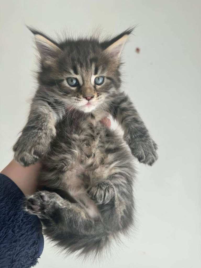 Maine Coon purebred kittens available Black smoke male and female. 
