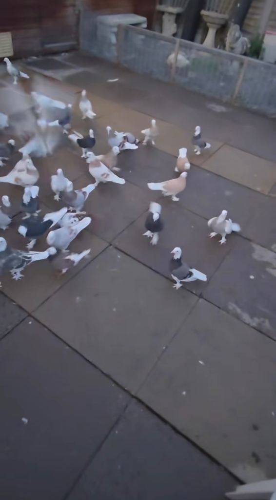 Tumblers and Highflyer