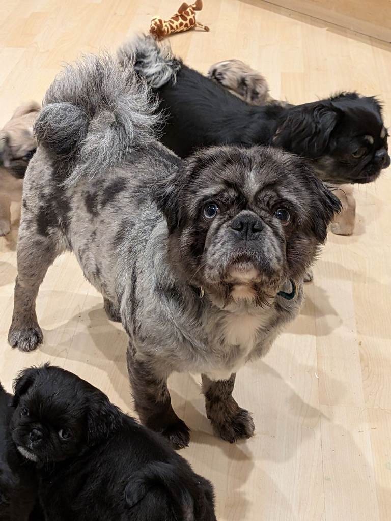 3 gorgeous pug puppies available 