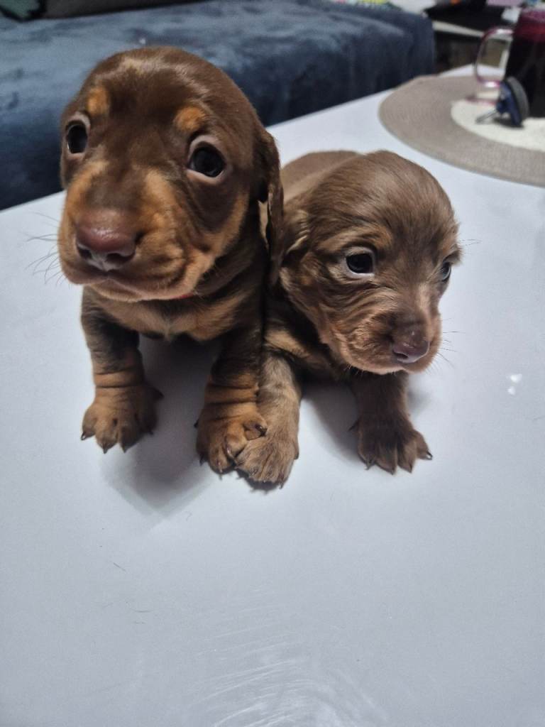 Miniature Dachshund puppies