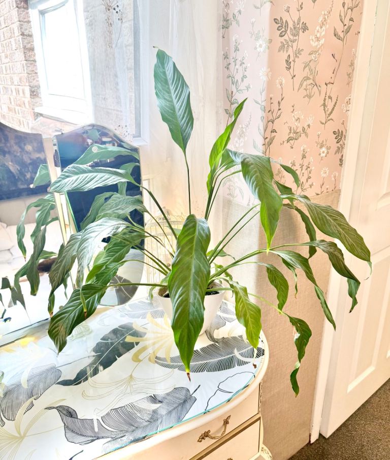 Lovely Peace Lily Plant in White Pot