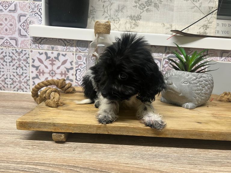 Miniature cockerpoo puppies 