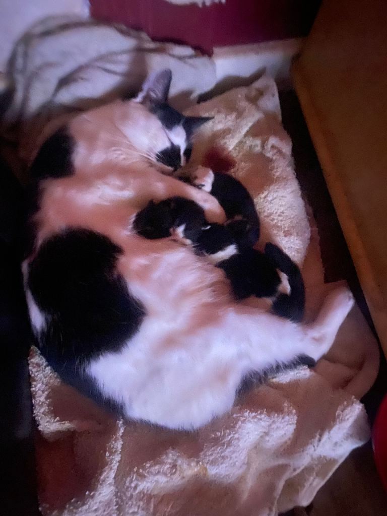 Three beautiful kittens ready for rehoming