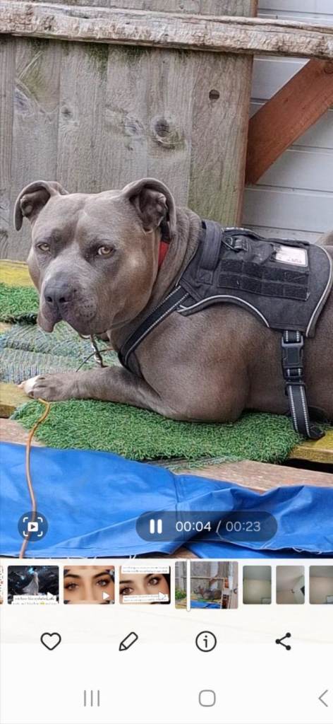 Staffordshire bull terrier and canekorsa