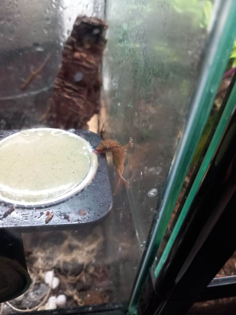 Mourning geckos 