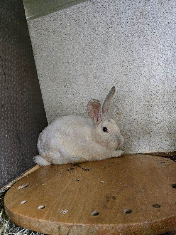 Newzealand Rabbit White 