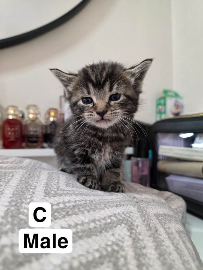 Male Tabby 