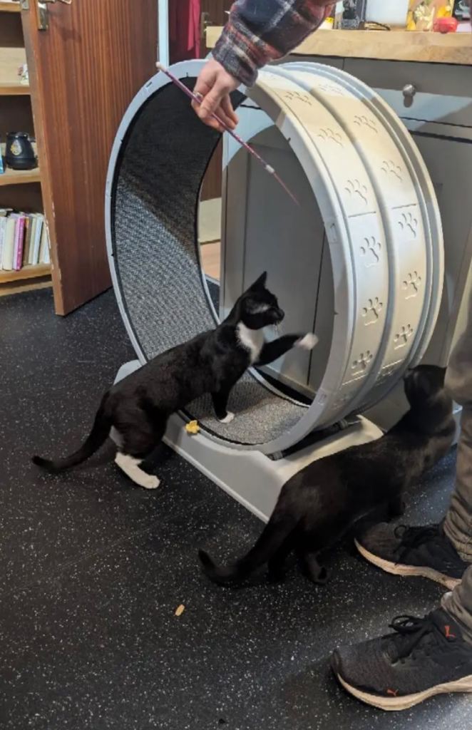 Brand new cat wheel