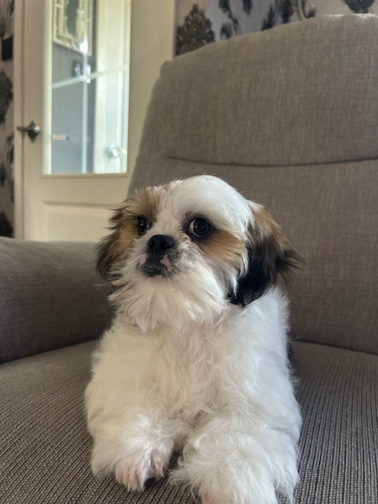 Shih Tzu puppy £800