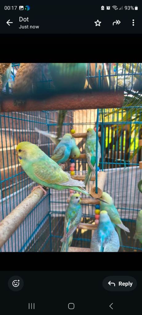 Rainbow Budgies 