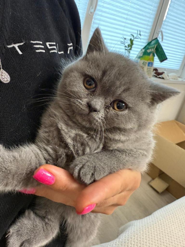Beautiful British Shorthair Kittens Looking for Their Forever Homes