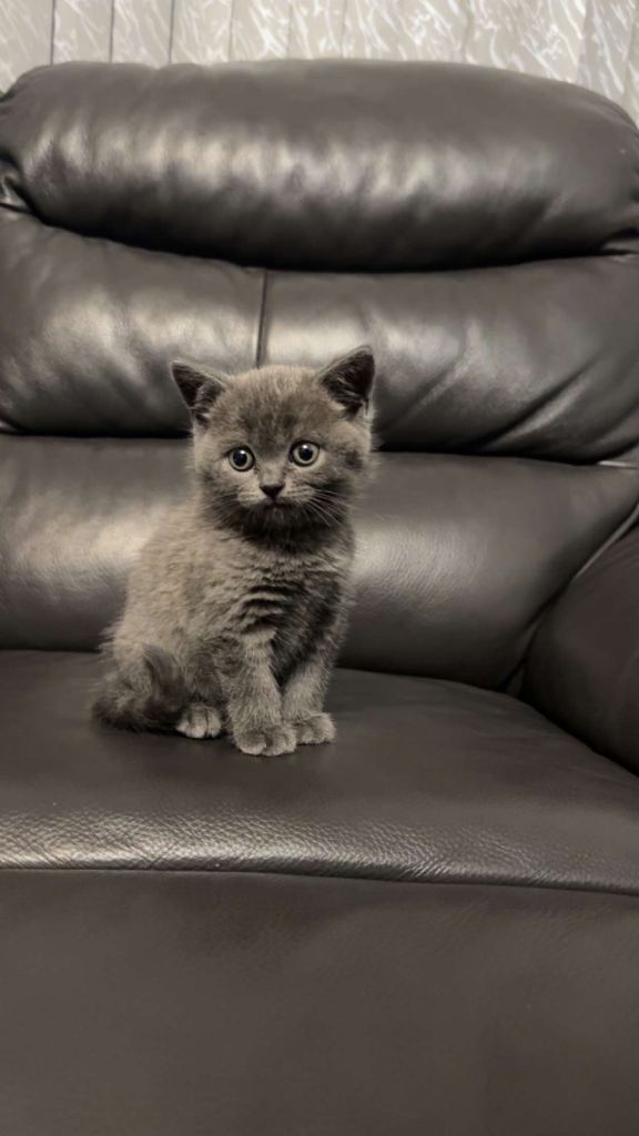 BSH kitten male to rehome ASAP