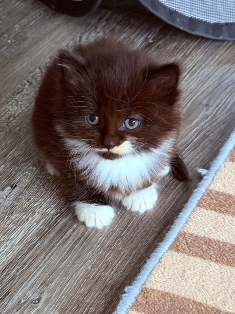 3 female and 2 males kittens