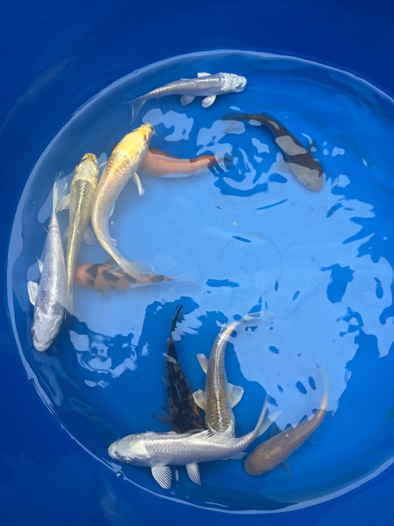Koi