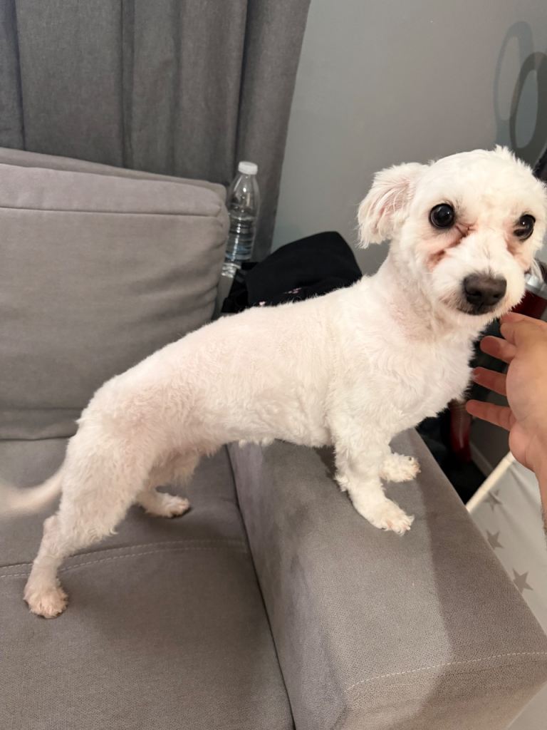Maltese dog