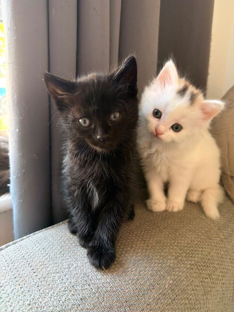2 kittens for sale