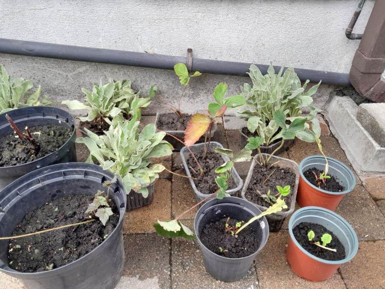 Outdoor Garden Plants 