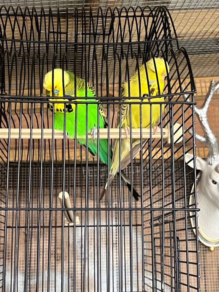 Bonded pair of exhibition budgies 