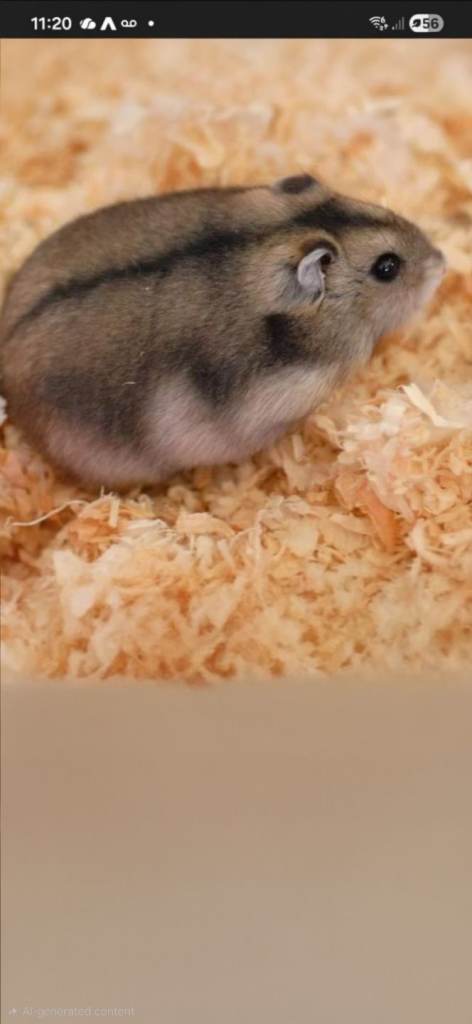 ***"RESERVED"***  Dwarf hamster + Habitat/food/hay/shavings