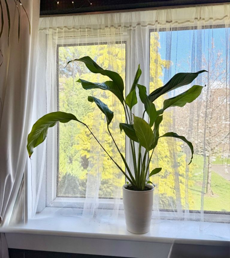 Healthy Peace Lily Plant with White Pot