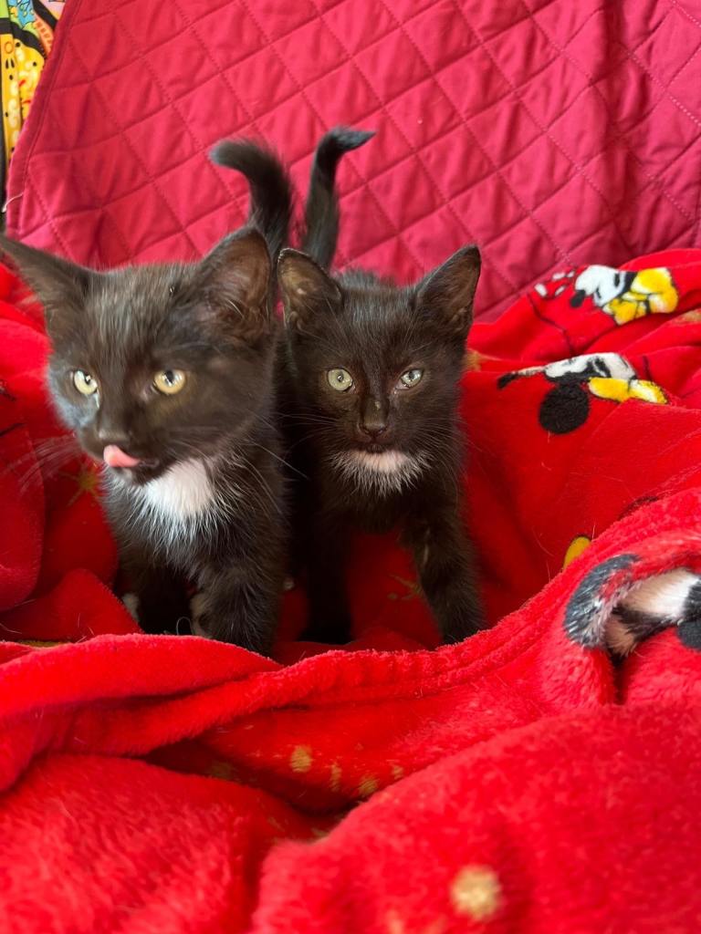 2 kittens very friendly