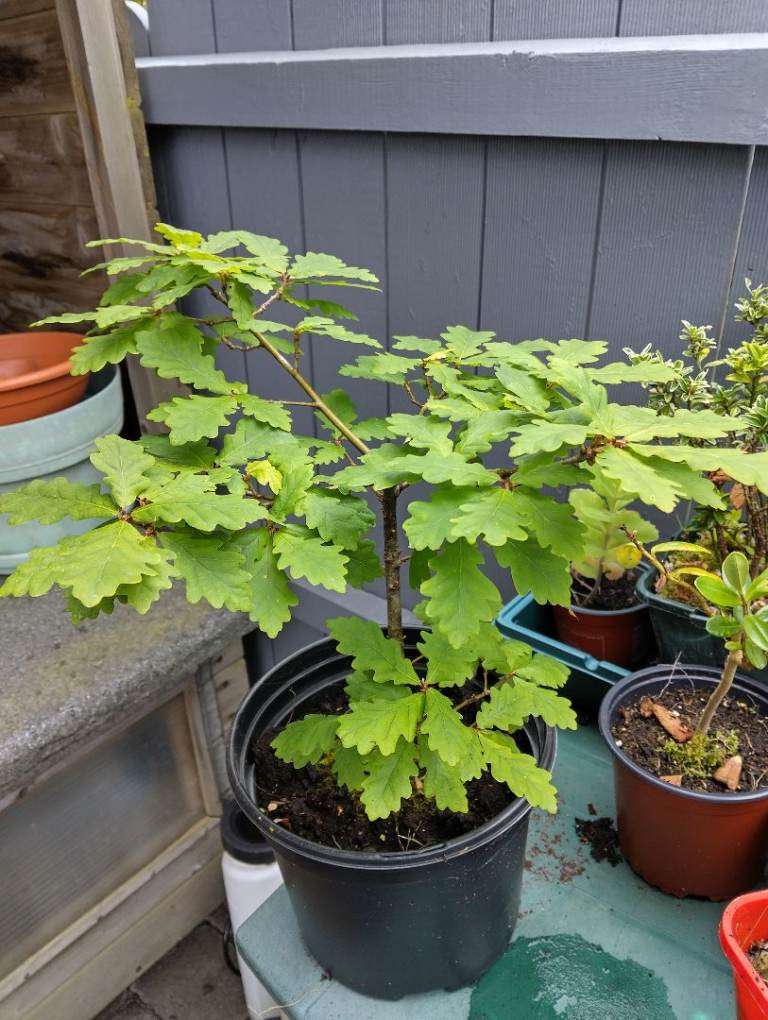Oak tree sapling 2