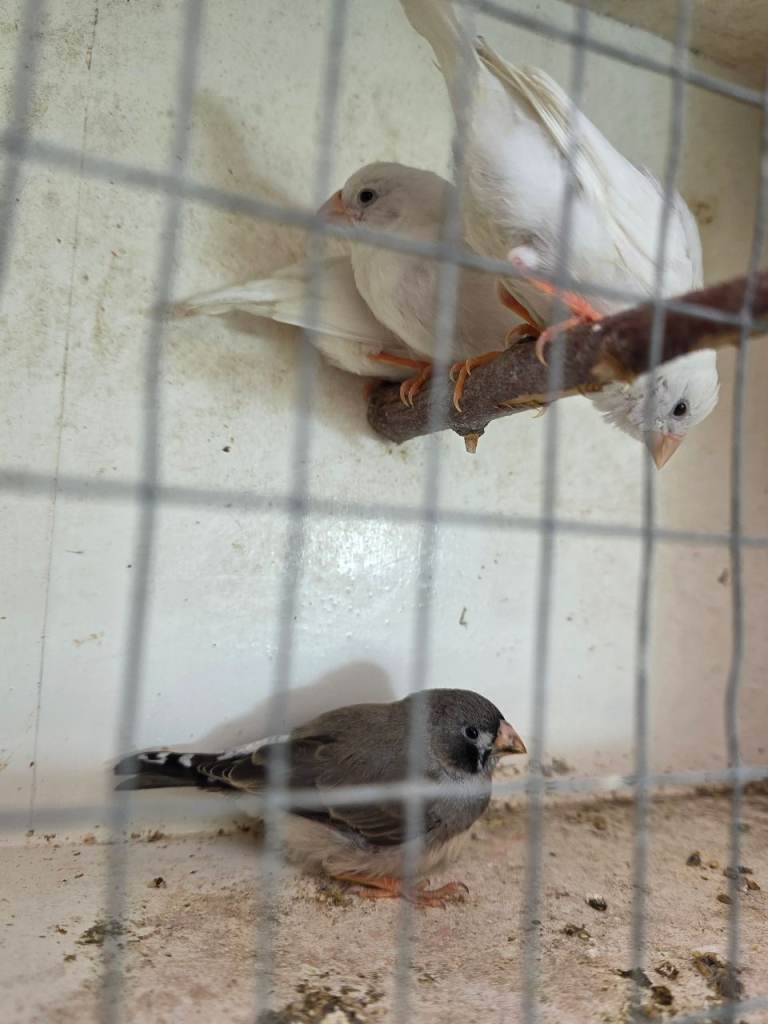 Guliden finch and zebra finch 