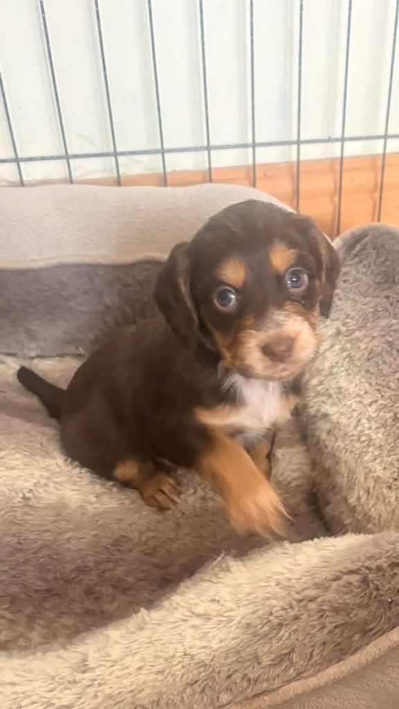Cocker spaniel pup