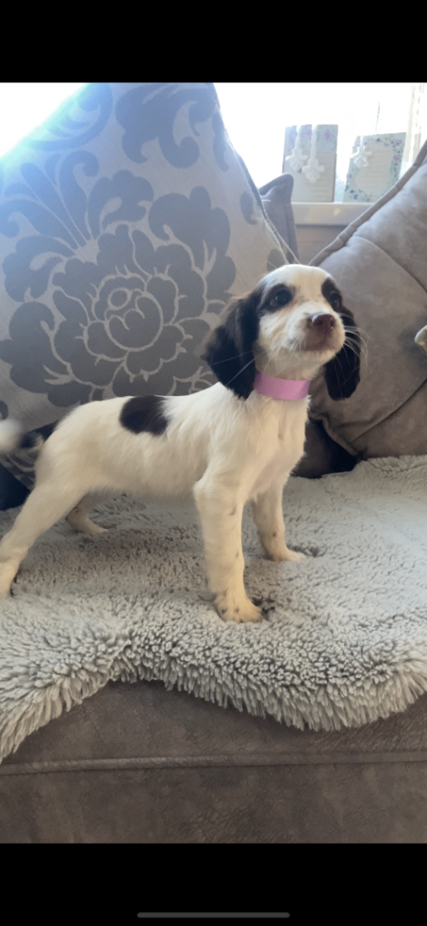 Cocker spaniel puppies