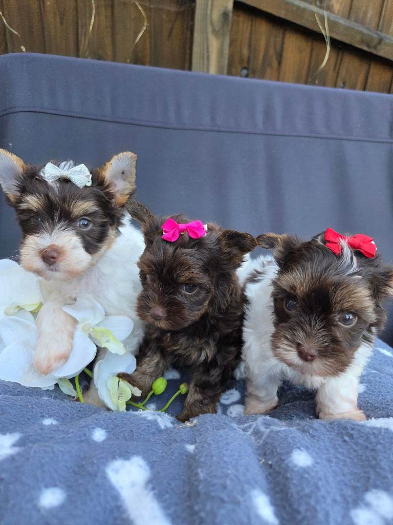 Ready to new home puppies