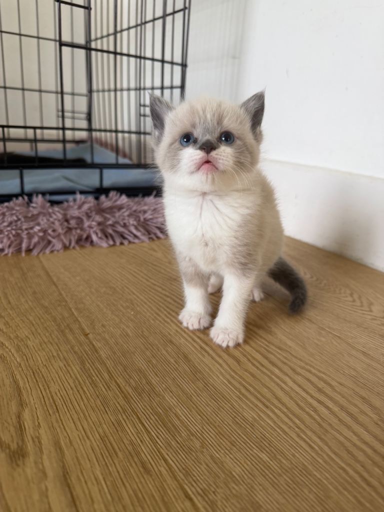 Mix ragdoll and maine coon 