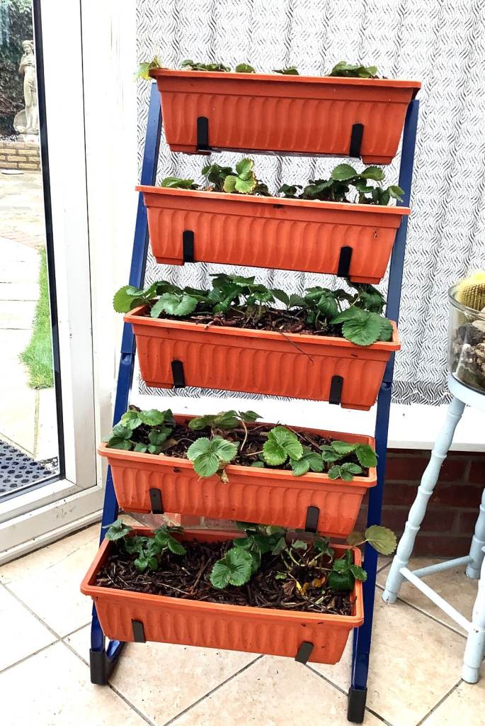 5 Tierd Garden Planter Including  Organic Strawberry Plants