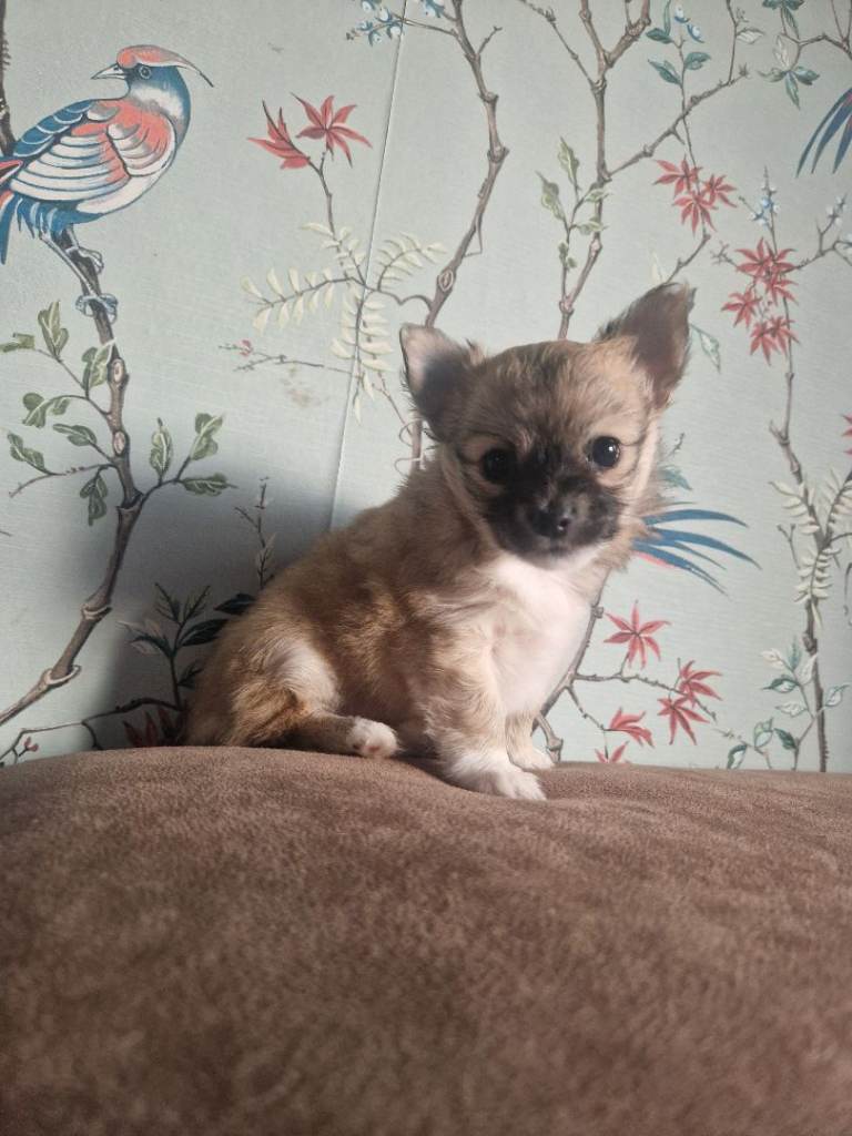 Female chihuahua puppy