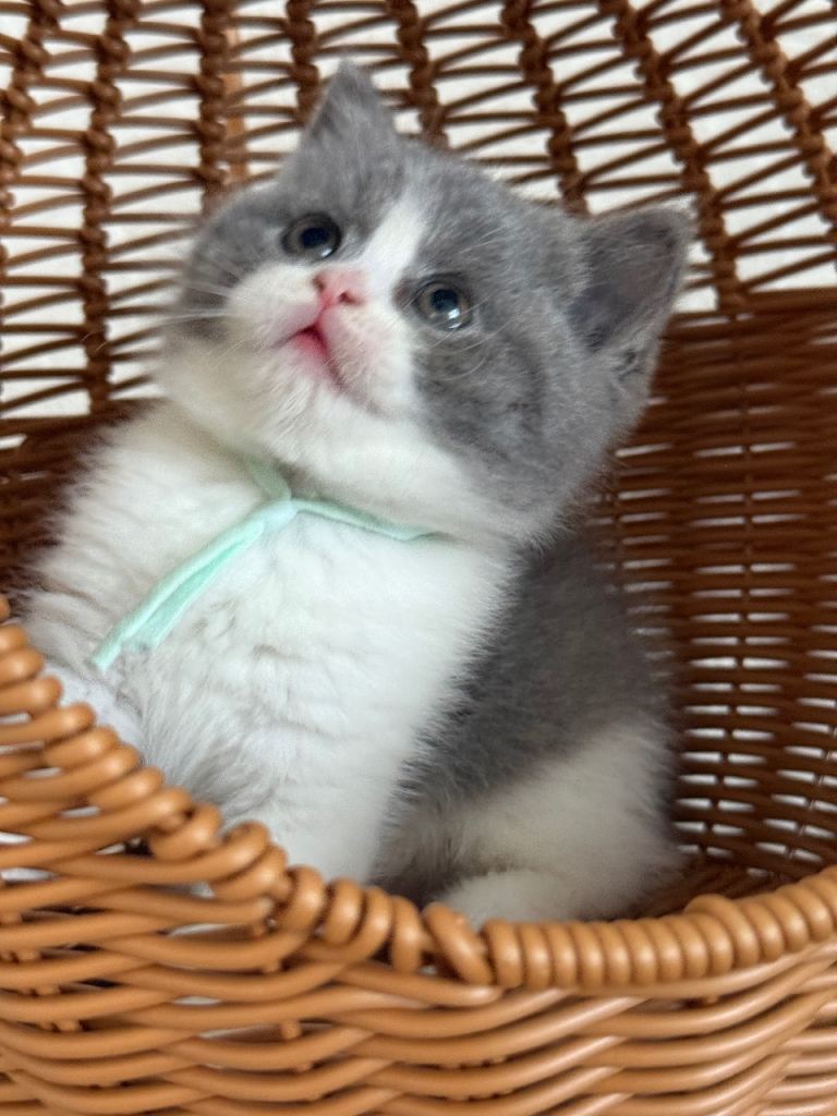 British Shorthair kitten - 8 weeks old, last kittens available 