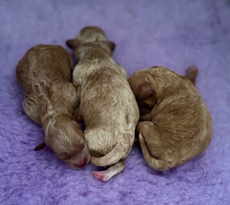Toy Poodle Puppies KC Reg