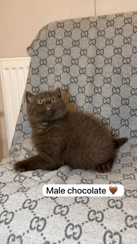 Chocolate  british short hair kittens 
