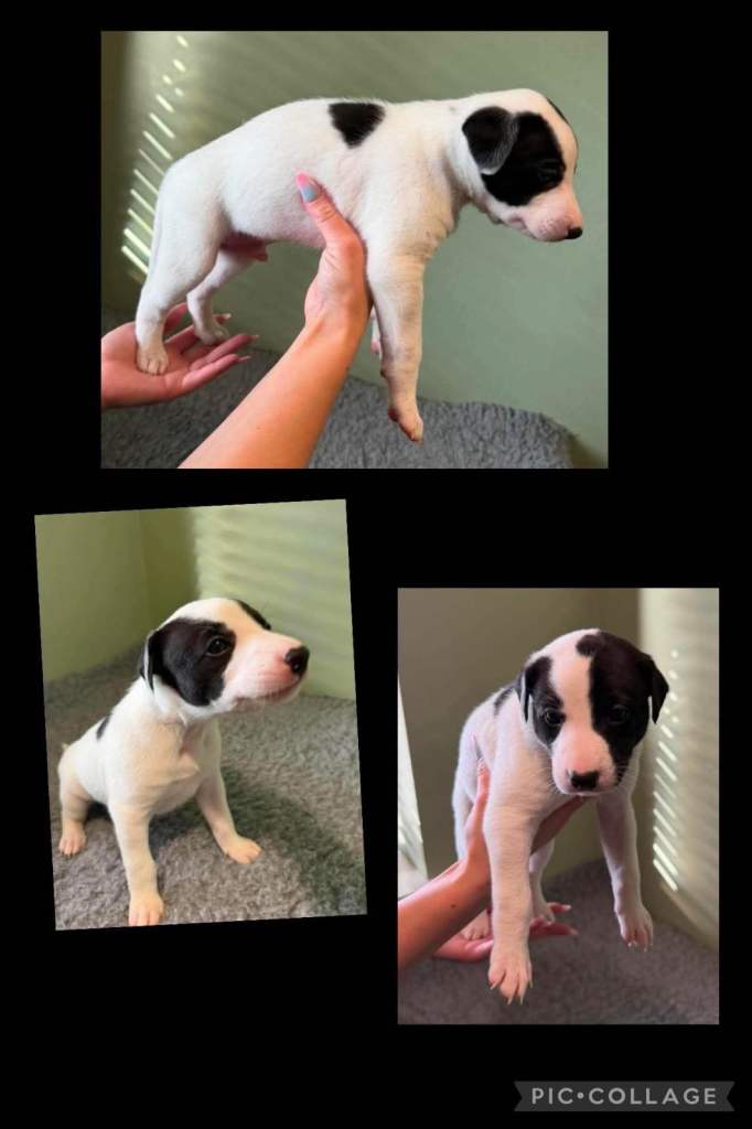 dog Lurcher puppy 