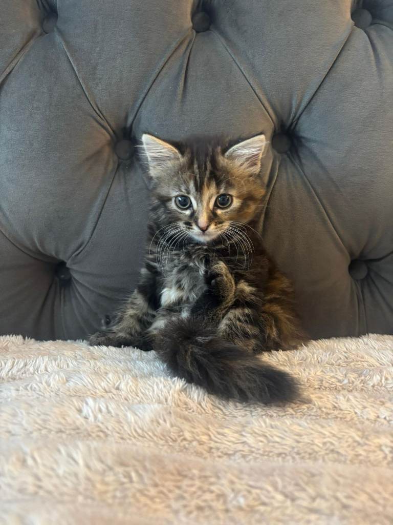 Beautiful taby kitten ready for new home