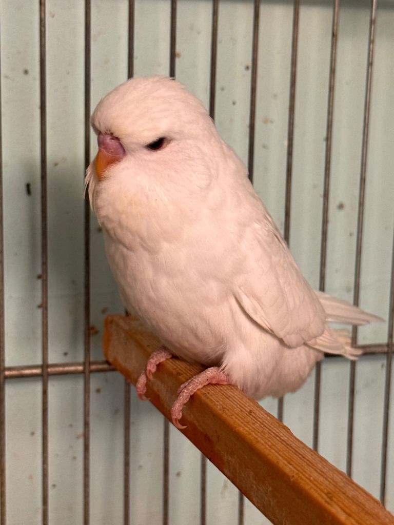 Budgie