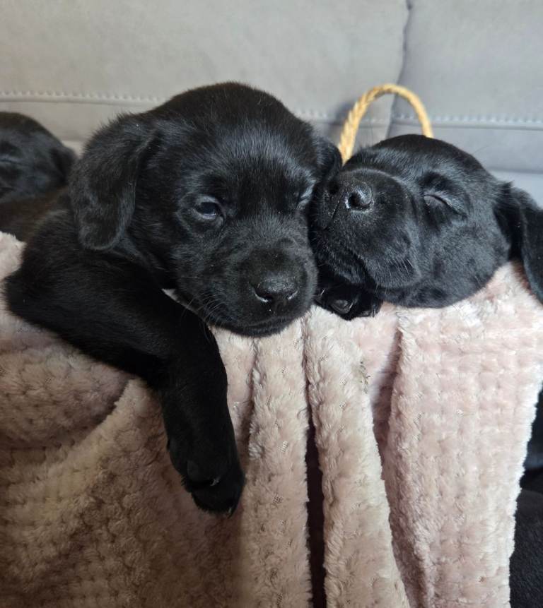 ⭐️⭐️Pedigree Labrador Puppies - Ready in 2 weeks time⭐️⭐️