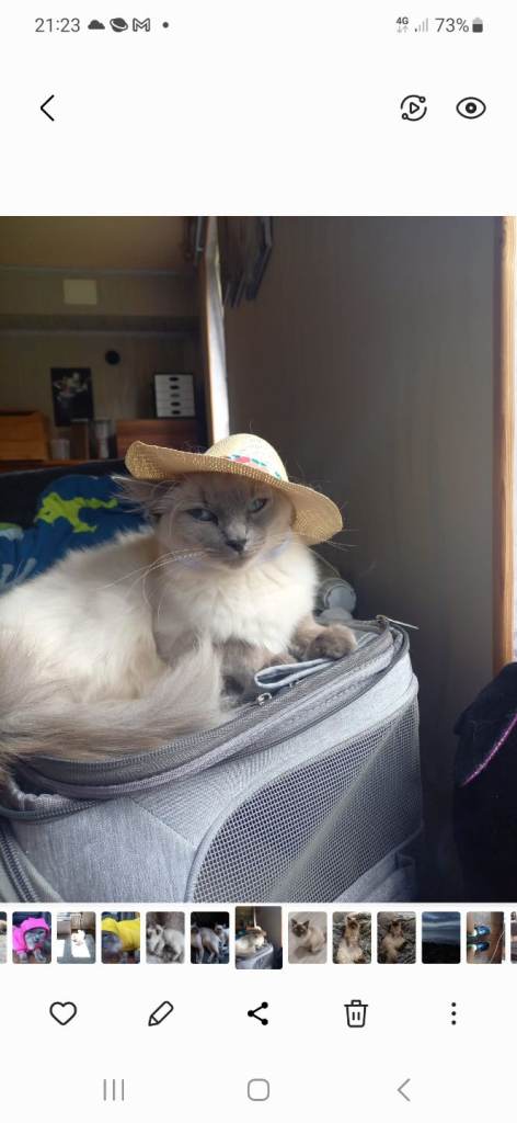 Ragdoll cats