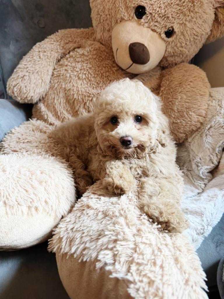 Cavapoochons 