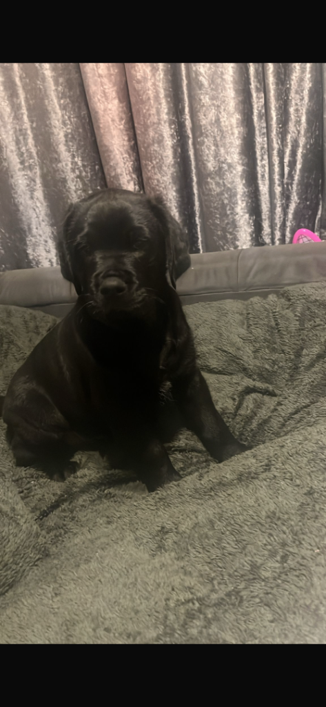 Gorgeous retriever x Rottweiller puppies